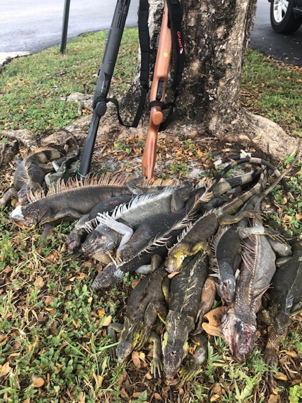 Gamo iguana hunt 22 multishot pellet rifle 